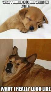 Pin On Funny Animal Pictures
