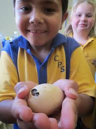 CONDOBOLIN PUBLIC SCHOOL Term 4 Week 5