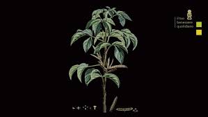 Image result for Cyamopsis serrata