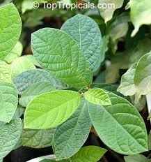 Image result for Combretum sp. A