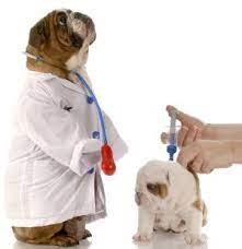 Welche und wie viele impfungen ihr welpe generell gilt, dass hunde in deutschland nicht geimpft werden müssen. Impfplan Und Impfungen Fur Welpen Hunde Das Mussen Sie Wissen