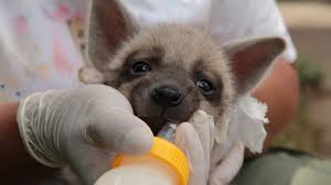 Kalo hudud, dah kene potong tangan dah. Lucu Banget Ada Bayi Hyena Baru Di Bali Safari Park Suarabali Id
