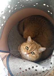 travel cat bag van studio snorhaar kattenslaapmand kattenmand en kattenreismand kattenkooitje in een dutch design voor je poes katten zak tassen katten