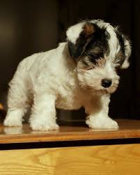 Litter also planned for 2020. Sealyham Terrier Dog Breed Puppies Sealyham Terrier Terrier Dogs Terrier Dog Breeds