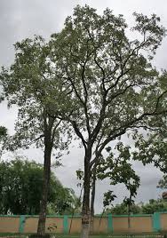 Image result for Pterocarpus lucens