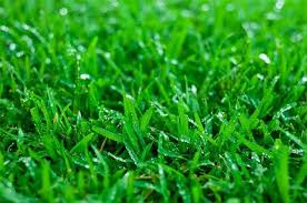 Getting rid of zoysia grass needs a combination of two methods. How To Eliminate Zoysia Grass From Your Lawn Girard On Girard