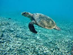 Ihr habt selber auch ein prachtexemplar dieser tierart? Die Seychellen Naturparadise Im Indischen Ozean Gwegner De