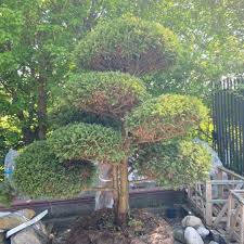 Image result for Chamaecrista plumosa