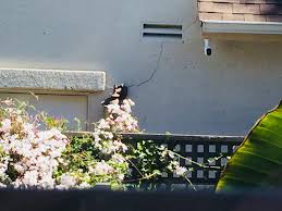The other wall is joined to the neighbours garage wall, not a party wall. What Causes Cracks In Stucco At 45 Degree Angle From Top Of Nw Corner Garage Door Up Along Light Fixture To Wall Vent Home Improvement Stack Exchange