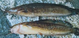 21 jenis ikan channa (snakehead). Jenis Jenis Ikan Lele Di Indonesia