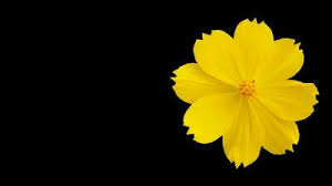 Save 6% on 2 select item(s) get it as soon as thu, jul 29. Image Result For Yellow Flowers With Black Background Black Background Quotes Yellow Flowers Black Backgrounds