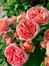 Mary Magdalene' in full bloom this morning. Meanwhile getting 3 more inches of snow today. 🧡✨❄️ #roses #marymagdalenerose #davidaustinroses #fragrantroses