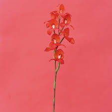 Image result for Disa fragrans