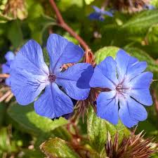 Image result for Ceratostigma willmottianum