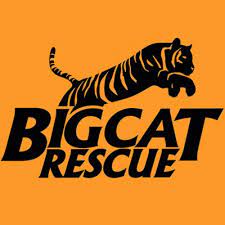 Big Cat Rescue Bigcatrescue Twitter