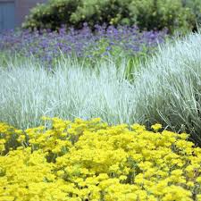 Pin By Kristen Crawford On Garden Moses Lake Plants Lake