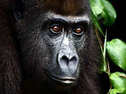 Pin Op African Animals