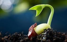 Number of users with the file on a file sharing network. Say Hello To Big Seed Sierra Club