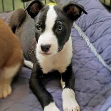 If you're looking for a new addition to your family call our breeders in delaware. Adopt Chip Puppy Adoption Dog Adoption Puppies