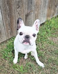 These dogs spread the good vibes wherever they go. Dog For Adoption Olivia Rose A French Bulldog In Ponder Tx Petfinder