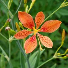 We did not find results for: Buy Leopard Lily Belamcanda Chinensis 20 Seeds Online Seeds Hobbyseeds Store
