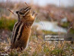 Image result for Hyperacanthus amoenus