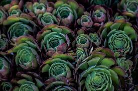 Father's day at the botanic garden celebrate father's day with 'gnome sweet gnome' father's day weekend at the south. Palos Verdes Peninsula 1080p 2k 4k 5k Hd Wallpapers Free Download Wallpaper Flare