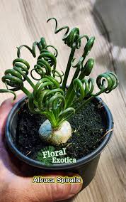 Image result for Albuca kirkii