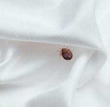 Als gregor samsa eines morgens aus unruhigen traumen erwachts, fand er sich in seinem bett zu einem ungeheuren ungeziefer verwandelt. Bettwanzen So Kann Man Den Schadling Bekampfen Welt