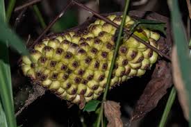 Image result for Anchomanes