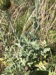 Image result for Sporobolus agrostoides