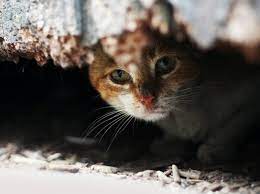 Was Der Katzen Po Uber Die Gesundheit Verrat