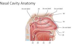 The external part of the nose includes the root (between the eyes), the dorsum that runs. Solved Label The Nasal Cavity Structures In The Diagram B Chegg Com