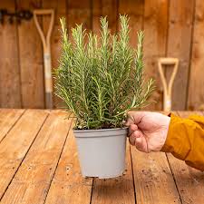 Image result for rosemary container