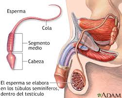 Vasectomia