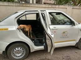 Maybe you would like to learn more about one of these? Petxi A City Taxi Service Only For Four Legged Customers Pune News Times Of India