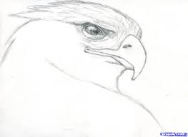 How To Draw A Realistic Eagle Golden Eagle Step 6 Realistic Animal Drawings Easy Animal Drawings Easy Drawings In the end this makes them.