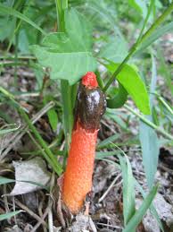 Image result for Mutinus elegans