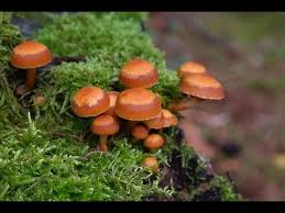 Maybe you would like to learn more about one of these? A Walk In The Lake District With The Sheathed Woodtuft Mushroom Kuehneromyces Mutabilis Youtube