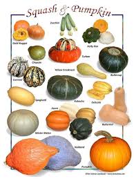 Pumpkin Squash Varieties Chart Squash Varieties Pumpkin