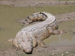 Longest Crocodile Over 23 Ft Saltwater Crocodile Dangerous Animals In Australia Dangerous Animals