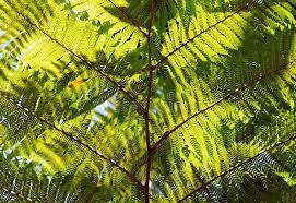 Image result for Cyatheaceae