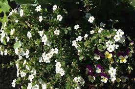 Best Container Plants Bacopa Birds And Blooms