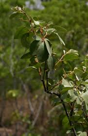 Image result for Rhoicissus revoilii