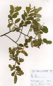 Image result for Grewia glandulosa