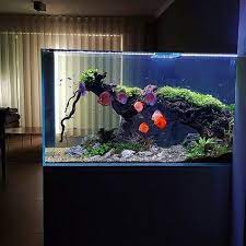 Custom design, with compatible fish and plants. 54 Discus Aquarium Ideen Aquarium Diskus Aquarium Aquarien