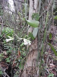 Image result for Vanilla polylepis