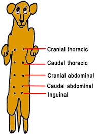 For dogs with large breast tumors (> 3.0 cm), the prognosis tends to be poor since there is an 80% chance of recurrence of the tumor within 6 months after canine breast cancer treatment. Mammary Tumors In Dogs Mar Vista Animal Medical Center