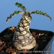 Image result for Dorstenia schliebenii