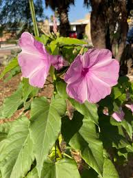 Image result for Ipomoea carnea